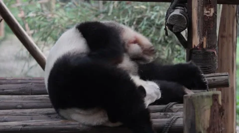 Sleeping Giant Panda Stock Footage 32906289
