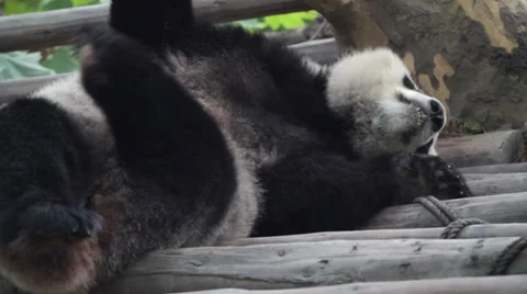 Sleeping Giant Panda Stock Footage 32906749