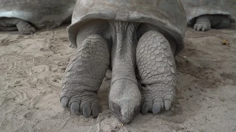 Sleeping giant tortoise 動画素材 129404604