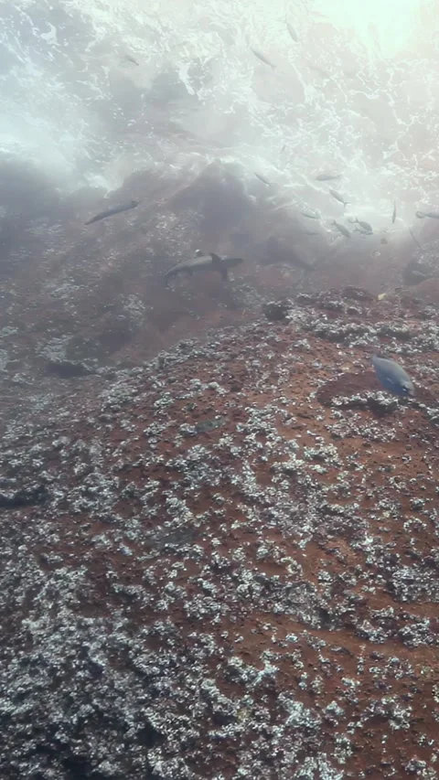 Sleeping giants school rest in Cocos Keeling Islands cave 스톡 동영상 318834897
