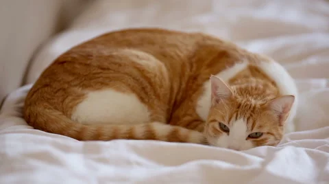 Sleeping ginger cat lying on the bed Stock Footage 45988235