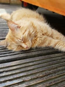 Sleeping Ginger Cat Stock Photos