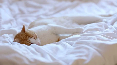 Sleeping ginger cat wagging with the tail Stock Footage 46017400