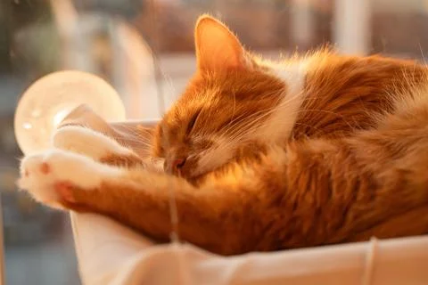 A sleeping ginger cat by the window in the setting sun. The cat's amber color Stock Photos