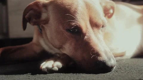 Sleeping ginger dog Stock Footage 252044518