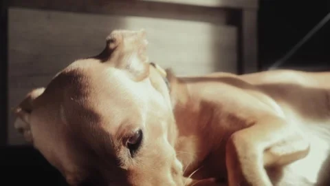 Sleeping ginger dog lying on a black carpet Stock Footage 252044490