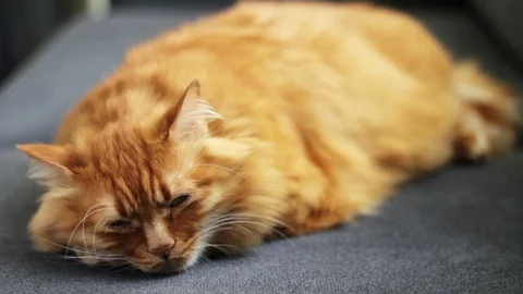 Sleeping Ginger Tomcat Opening His Eyes 스톡 동영상 96245788
