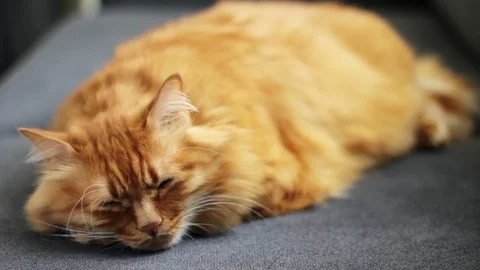 Sleeping ginger tomcat - Perfect dream Video stock 96245890