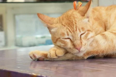 Sleeping ginger tomcat Stock Photos