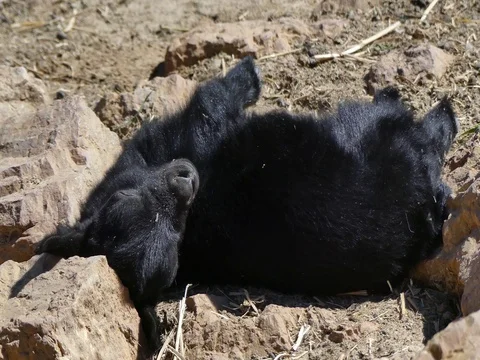 Sleeping goat on the sun Stock Footage 74362642