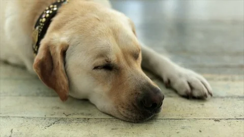 Sleeping golden labrador. Видео 88404735