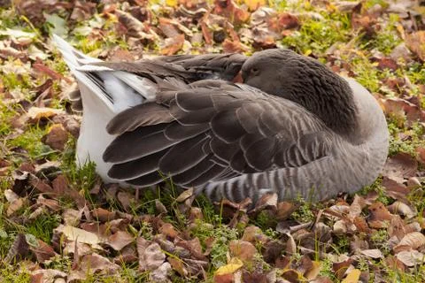Sleeping goose Foto stock