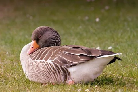 Sleeping goose. Stock Photos