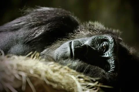 Sleeping gorilla Stock Photos