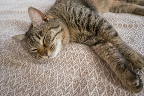 Sleeping gray cat on the sofa Stock-Fotos