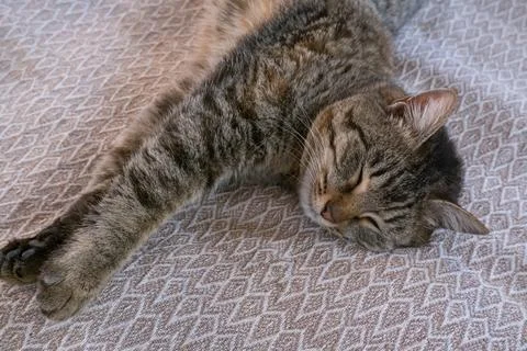 Sleeping gray cat on the sofa Foto stock