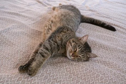 Sleeping gray cat on the sofa Stock Photos
