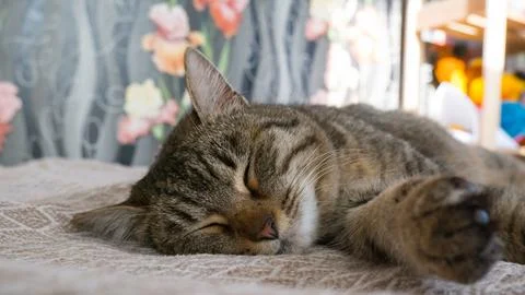 Sleeping gray cat on the sofa Stock-Fotos