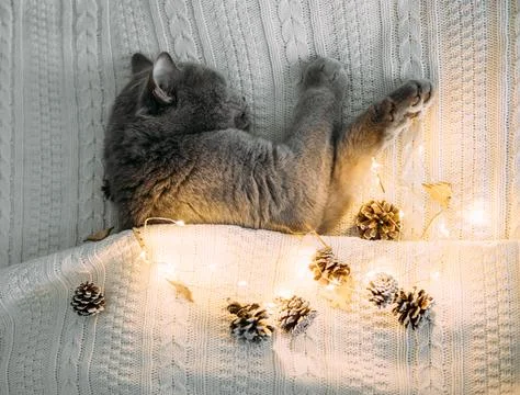 Sleeping gray cat in a warm white knitted plaid with glowing garland.  Stock Photos