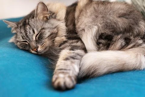 Sleeping gray fluffy tabby cat on soft pet pillow Stock Photos