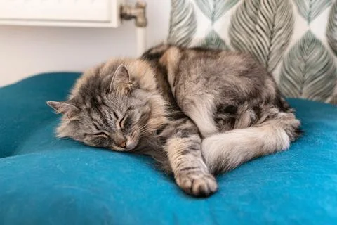 Sleeping gray fluffy tabby cat on soft pet pillow Stock Photos