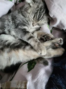 Sleeping Gray Kitten Close Up Stock Photos