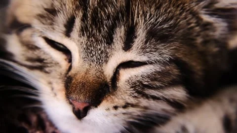Sleeping gray kitten resting peacefully in warm sunlight. Stock-Footage 336810336