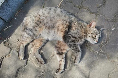 Sleeping gray mackerel cat tabby with striped pattern sitting in the middle on Stock Photos