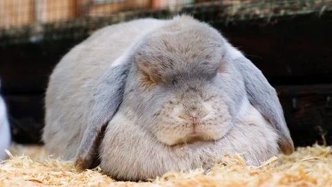 Sleeping gray rabbit in contact zoo. Funny bunny sleep. Stock Footage 99778481