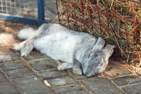 Sleeping gray rabbit. Cute rabbit is sleeping on the ground Stock Photos