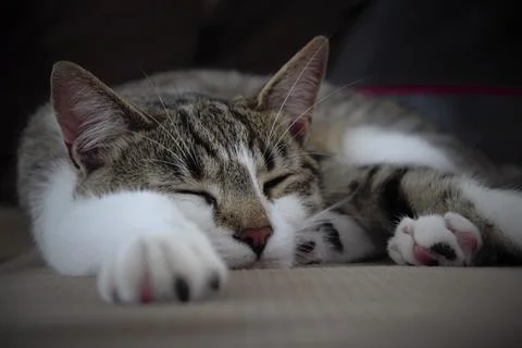 Sleeping Gray, Tabby Kitty Cat Foto stock