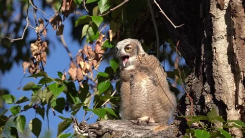 Sleeping Great horned owl perched on a tree branch Stock Footage 310328479