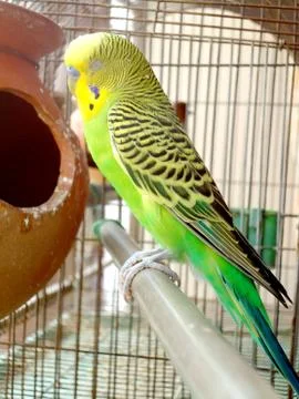 A sleeping green budgerigar Stock Photos