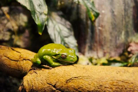 A Sleeping Green Frog Resting on a Tree. Stock Photos