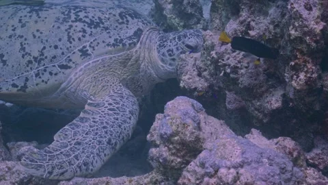Sleeping green sea turtle Stock Footage 344132007