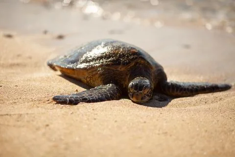 Sleeping Green Sea Turtle. Stock Photos