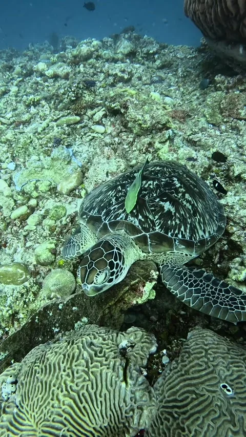 Sleeping Green Sea Turtle with Remoras, Gili Air, Indonesia Stock Footage 294529652