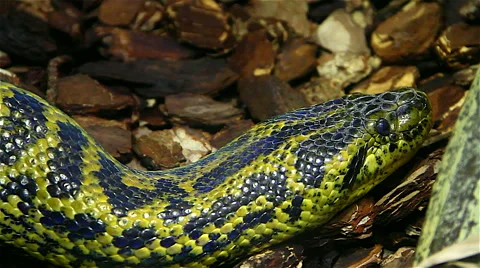 Sleeping green snake Stock Footage 46653386