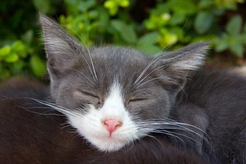 Sleeping Grey and White Kitten Close-Up 스톡 사진