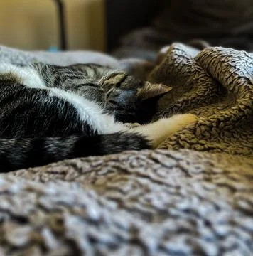 Sleeping grey cat on grey bed Stock Photos