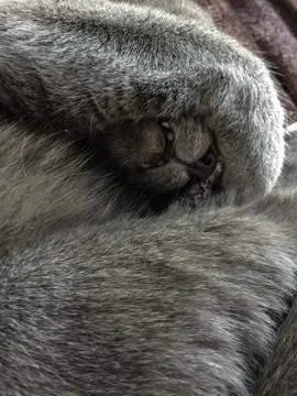 Sleeping grey cat Stock Photos