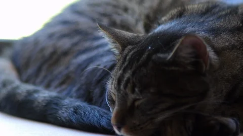 Sleeping grey tabby cat close up Video stock 93050547