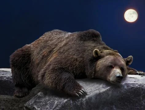 Sleeping grizzly bear Stock Photos