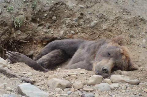 Sleeping Grizzly Stock Photos