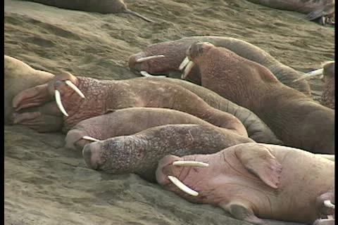 Sleeping group of walrus one moves Stock Footage 11098208