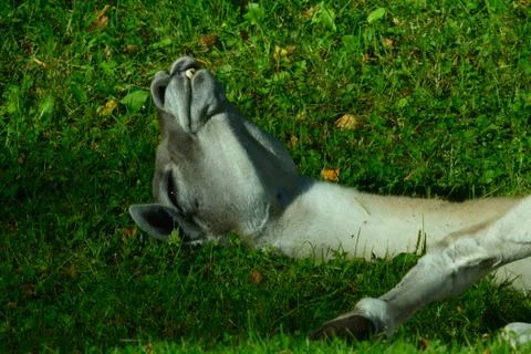 Sleeping guanaco Stock Photos