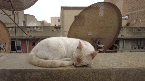 Sleeping gutter cat Stock Footage 160764484