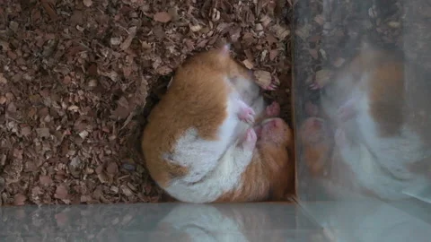 Sleeping hamster on wood shavings Stock Footage 152190899