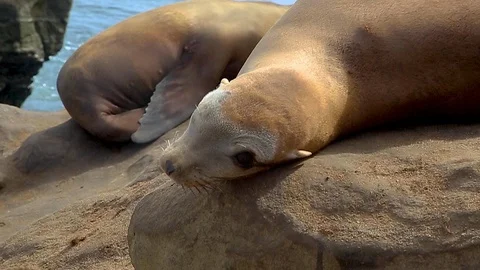 Sleeping Harbor Seal 스톡 동영상 122191508