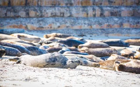 Sleeping Harbor Seals Stock Photos